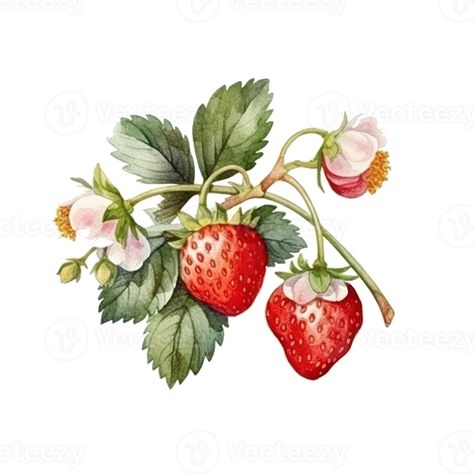 Watercolor Strawberry Isolated. Illustration AI Generative Strawberries Drawing, Strawberry Branch, Strawberries Illustration, Strawberries Watercolor, Watercolour Fruit, Strawberry Illustration, Watercolor Strawberries, Watercolor Strawberry, Strawberry Drawing