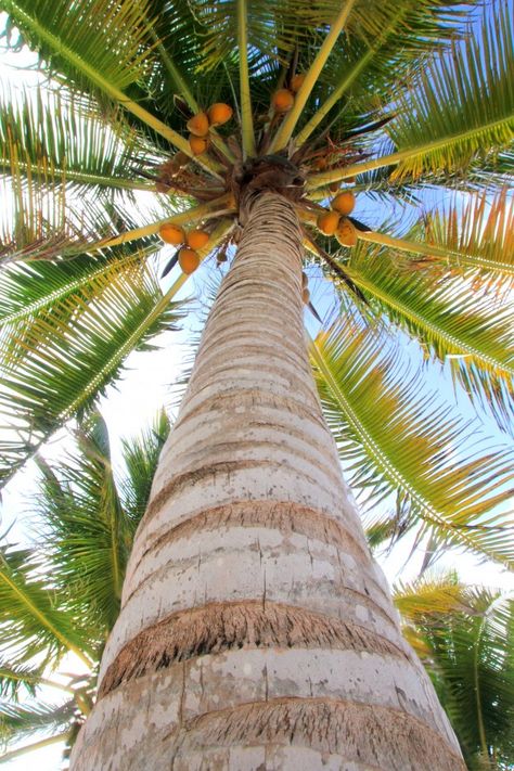 Coconuts palm tree perspective view from... | Premium Photo #Freepik #photo #tree #summer #leaf #green Palm Tree Pics, Tree Perspective, Perspective View, Coconut Palm Tree, Coconut Palm, Christmas Projects Diy, Leaf Green, Photo Tree, Florida Keys