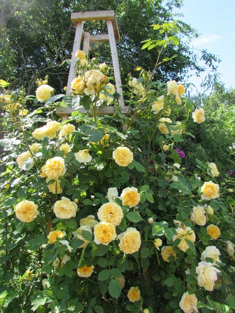 English rose Teasing Georgia Teasing Georgia Rose, Georgia Farmhouse, Georgia Rose, Earth Gift, White Rock, English Rose, English Roses, Rose Garden, Front Garden