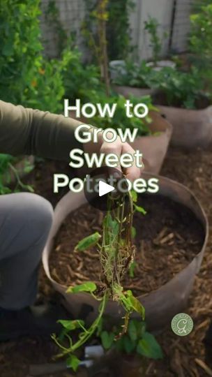 101K views · 2.1K reactions | Learning how to grow sweet potatoes is surprisingly easy. #foryou #growing #gardening #potato #gardeningtips #fyp #fbreels #fbreelsvideo #reels #viral #usa | Gardening Tips | Gardening Tips · Original audio Sweet Potato Growing, Grow Sweet Potatoes, Potato Growing, Garden Soil Mix, Container Potatoes, Sweet Potato Plant, Growing Sweet Potatoes, Arizona Gardening, Garden Companion Planting