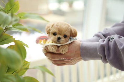 Welcome to FouFou Puppies. The Home of the World's Most Exquisite Micro Teacup Puppies for Sale. Ask for Our 'Special Order' Option. We Can Locate Your Dream Puppy! Contact Us Today to Reserve Your Teacup Puppy! (+1) 403-836-5552. Toy Yorkie, Teacup Maltipoo, Puppies Teacup, Teacup Poodle Puppies, Micro Teacup Puppies, Dream Puppy, Teacup Puppy, Maltipoo Puppies For Sale, Teddy Bear Puppies