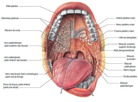 Throat Anatomy, Human Body Science Projects, Mouth Anatomy, Medical Diagrams, Neck Anatomy, Muscles Anatomy, Human Body Science, Anatomy Coloring Book, Dental Anatomy