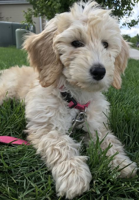 English cream mini Goldendoodle Cream Labradoodle, English Cream Goldendoodle, Cream Goldendoodle, Goldendoodle Full Grown, Labradoodle Vs Goldendoodle, White Goldendoodle, Bear Dog Breed, Mini Goldendoodles, Crockett Doodles