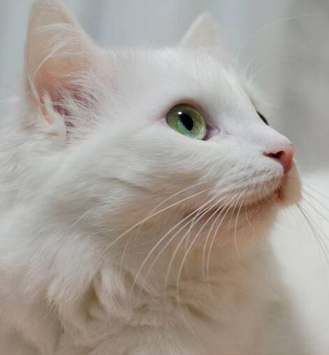 White Cat Green Eyes Aesthetic, Hogwarts Suitcase, White Hair Green Eyes, White Cat With Green Eyes, Cat Green Eyes, Dark Green Eyes, Cat With Green Eyes, Green Eyed Cat, Funny Cat Fails