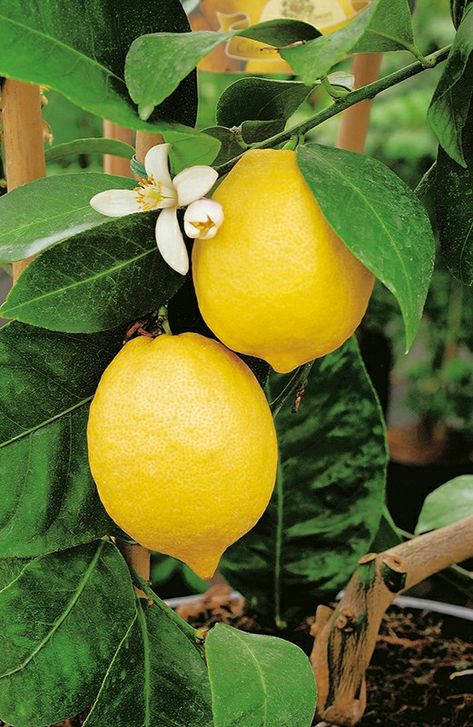 Lemon Tree Flowers, Plant Bedroom, Lemon Pictures, Bedroom Plants Decor, Plant Based Meals, Lemon Plant, Citrus Tree, Tattoo Plant, Vegetable Pictures