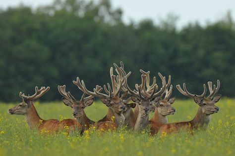 a beautiful family Herd Of Deer, Earth Song, Deer Family, Deer Hunters, Wild Beauty, Big Animals, Mule Deer, Puppies And Kitties, Human Species