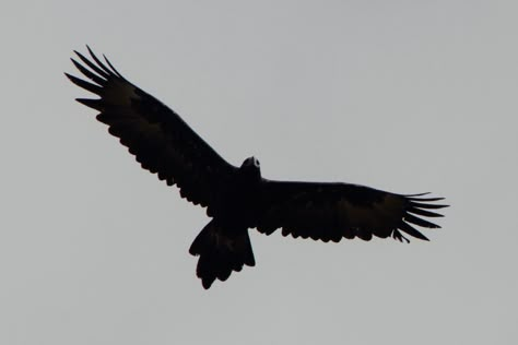 silhouette hawk flying - Google Search                              … Eagle Shadow Tattoo, Rowan Tattoo, Hawk Silhouette, Bird Silhouette Tattoos, Black Bird Fly, Tattoo Silhouette, Small Eagle Tattoo, Bird Tattoo Men, Bird Tattoo Meaning