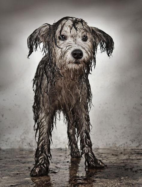 :-D Ein "Erdferkel" ^_^                                                                                                                                                                                 Mehr Getting Wet, Wet Dog, Dog Rules, Arte Animal, Sweet Animals, In The Rain, Animals Friends, I Love Dogs, Dog Life