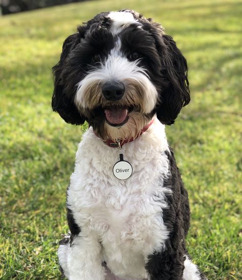 Black and white Parti Labradoodle Labradoodle Black And White, Black And White Labradoodle, Black And White Goldendoodle, Parti Labradoodle, White Goldendoodle, White Labradoodle, Goldendoodle Black, Aussie Doodle, Black Labradoodle