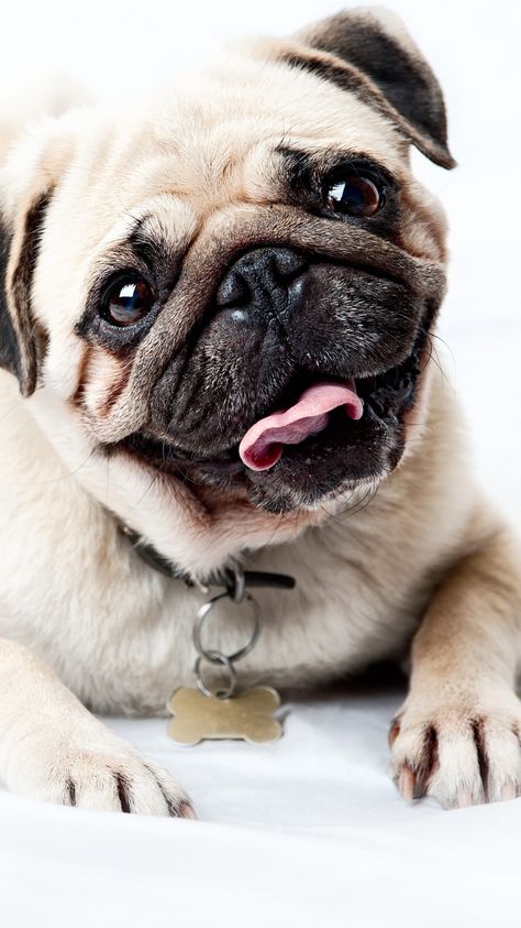 Pug Pug Wallpaper, Anjing Pug, Dogs Pictures, Pug Puppies, Dog Wallpaper, Cute Pugs, Pug Lover, Free Dogs, Pug Love