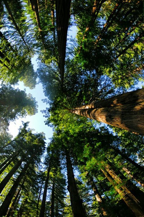 Trees In The Forest, Water Girl, Wow Photo, Mountain Lover, Image Nature, Redwood Forest, Tall Trees, Tree Forest, Wooden Heart