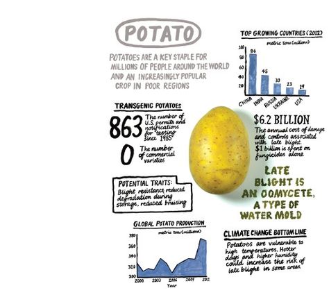 Potato infographic Creative Writing Major, Essay On Education, Wet Leaves, Genetically Modified Food, Gmo Foods, Best Essay Writing Service, Summer Harvest, Sample Essay, Thesis Statement