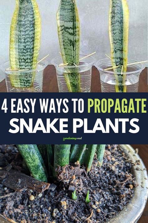 Gardening Soul - These are some easy ways that will make... Snake Plant Propagation, Have Patience, Household Plants, Snake Plants, Plant Hacks, Succulent Soil, Inside Plants, Indoor Plant Care, House Plant Care