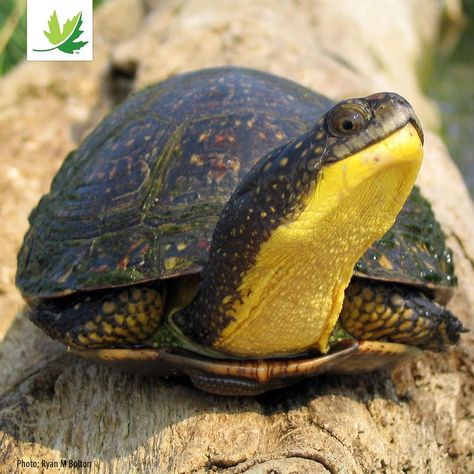 From the Nature Conservancy: We turtley love our @ncc_cnc supporters! #HappyValentinesDay #nature Freshwater Turtles, Kawaii Turtle, Water Turtle, Tortoise Habitat, Tortoise Turtle, Animals Amazing, Turtle Love, Cute Turtles, Nature Conservation