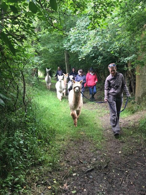 Experience friendly alpaca walking at Spring Farm Alpacas in stunning AONB scenery and accessible from Sussex, Surrey, Kent, Essex, London Alpaca Walking, 2024 Moodboard, Fun Aesthetic, Alpaca Farm, Beautiful Farm, Wildlife Safari, Cozy Autumn, East Sussex, Autumn Cozy