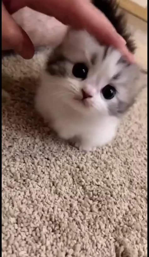 "Funny and Cute Cat Funniest Animals Best Cats Video in 2024" could not be found directly. However, there are several videos with similar themes available. These videos are compilations of funny and cute moments featuring cats.hilarious and adorable of our furry friends.  #CuteCats #FunniestAnimals #BestCatsVideo #CatsOf2024 #tiktok #video #catlover #cats #2024 #AnimalHumor #CatVideos #PetVideos #CatsOfInstagram #CatLovers #CatsLife #CatsWorld #CatsAndKittens #FunnyPets #CuteAnimals #funnyvideos Funny Kittens Videos, Video Cats Funny, Kitten And Puppy Together, Funny Cute Cats Videos, Cute Pet Videos, Cute Kittens Pictures, Cats Being Cats, Cute Videos Of Animals, The Funniest Videos Ever