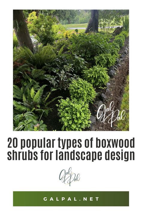 Enhance your garden's design with 20 popular types of boxwood shrubs. Ideal for creating elegant and structured landscapes, these evergreens add year-round beauty. #BoxwoodShrubs #LandscapeDesign #Gardening #GardenIdeas #EvergreenPlants Boxwood Shrub, Green Velvet Boxwood, Boxwood Shrubs, American Boxwood, English Boxwood, Japanese Boxwood, Shrubs For Landscaping, Box Wood Shrub, Boxwood Hedge