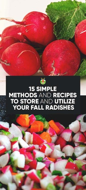 5 Simple Methods to Store Radishes (and 5 Recipes You Should Try) Radish Harvest, How To Store Radishes, Cucumber Drink, Preserving Vegetables, Food Preserving, Canning Vegetables, Homestead Life, Radish Recipes, Canning Tips