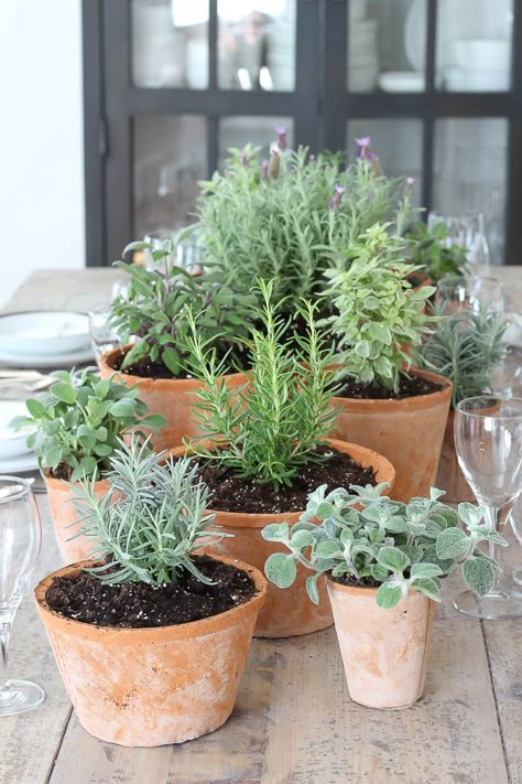 Indoor Garden Party, Garden Inspo, Garden Containers, Container Gardens, Container Garden, Garden Cottage, Veggie Garden, Plant Lady, Balcony Garden