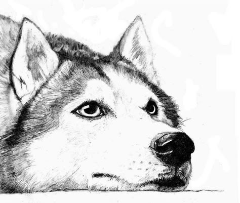 Husky Dogs Drawing, Husky Drawing Sketches, Husky Sketch, Caine Husky, Husky Tattoo, Husky Drawing, Head Drawing, White Drawing, A Husky