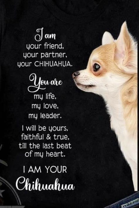 Chihuahua Drawing, Chihuahua Quotes, Chihuahua Facts, Chihuahua Photos, Chihuahua Owner, White Chihuahua, Chihuahua Art, Chihuahua Funny, Chihuahua Mom