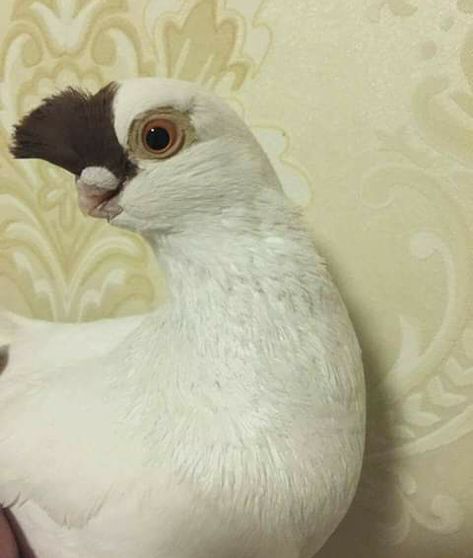 Chinese Owl Pigeon, Pigeon Pet, Pretty Pigeon, Feeding Pigeons, Pigeons For Sale, Tumbler Pigeons, Le Pigeon, Pet Pigeon, Pigeon Pictures