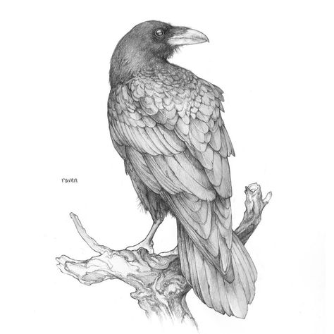 Pencil Drawings Of Birds, Raven Drawings, Raven Drawing, Drawings Of Birds, Rabe Tattoo, Crows Drawing, Crow Tattoo Design, Vogel Tattoo, Crow Painting