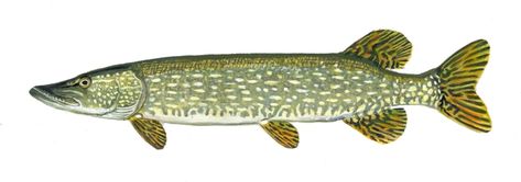 Northern pike illustration Northern Pike Art, Pike Illustration, Northern Pike Drawing, Northern Pike Tattoo, Northern Pike, Pike Tattoo, Pike Fishing Tips, Pike Fish, Gull Lake