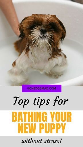 Puppies Tips, Dog Grooming Tips, Dog Health Tips, Puppy Training Tips, Cat Care Tips, Dog Tips, Dog Ideas, Dog Care Tips, Pet Care Tips