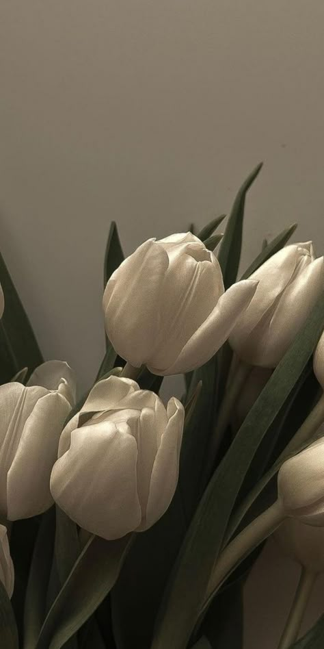 Tiktok Iphone Wallpaper, Flowers Neutral Aesthetic, Classic Iphone Wallpaper Backgrounds, Aesthetic Wallpaper Tablet Hd, Vintage Spring Aesthetic Wallpaper, Backscreen Wallpapers, Tulips Aesthetic Wallpaper Iphone, Matilda Djerf Wallpaper, Iphone Wallpaper Simple Minimalist