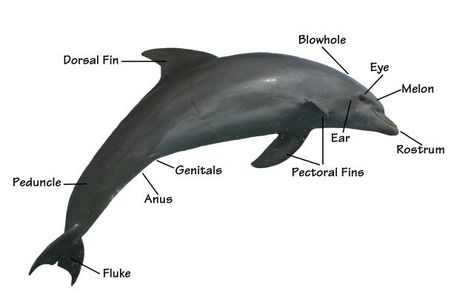 https://quizlet.com/231880318/dolphin-anatomy-diagram/ Dolphin Anatomy, Oceanography Marine Biology, Start Studying, Learn Vocabulary, Beautiful Sea Creatures, Anatomy Study, Oceanography, Study Tools, Marine Biology