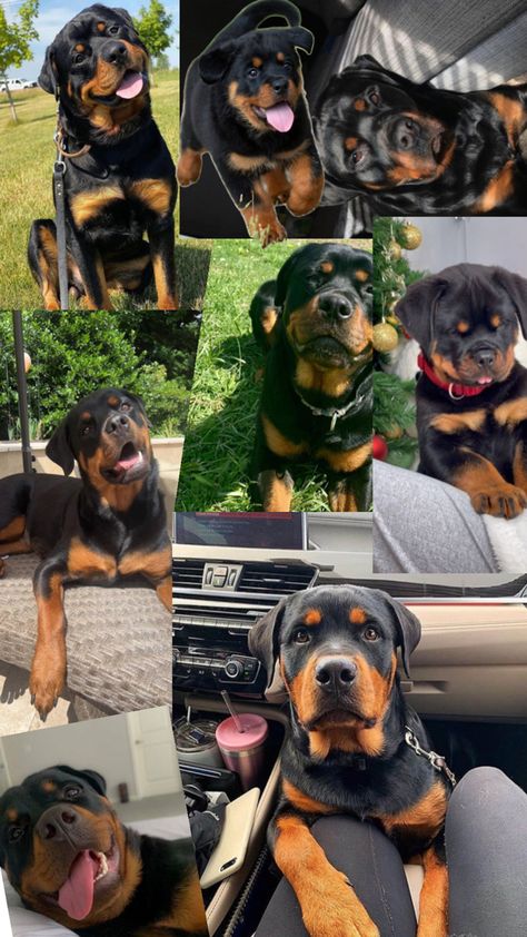 Rotteweiler Rotwiller Puppies, Rotwiller Dogs Aesthetic, Working Rottweiler, Rottweiler Aesthetic, German Rottweiler, Rottweiler Funny, Dream Pet, Rottweiler Love, Cutee Animals