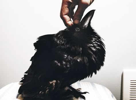 Rehab: A Love Story | Audubon Magazine The Raven Boys, Quoth The Raven, Raven King, Crows And Ravens, Yennefer Of Vengerberg, Maggie Stiefvater, The Adventure Zone, The Raven Cycle, Raven Cycle