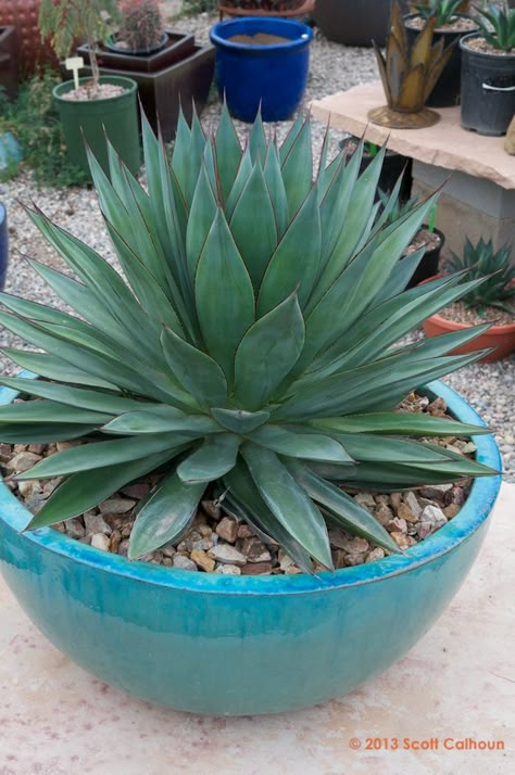 Vase Garden Ideas, Agave In Pots, Agave Garden Design, Agave Plant Landscaping, Blue Glow Agave, Potted Agave, Agave Blue Glow, Blue Agave Plant, Succulent Landscaping