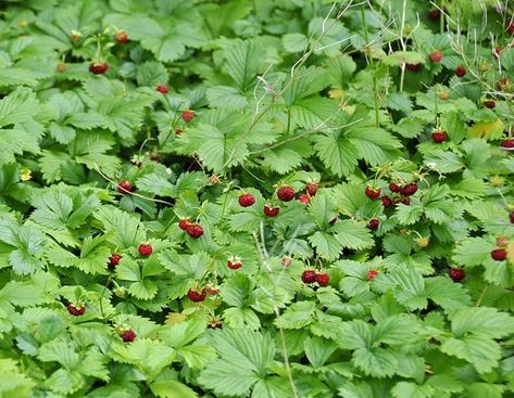 Tapestry Lawn, Purslane Plant, Replace Lawn, Edible Grass, Low Growing Shrubs, Backyard Layout, Lawn Alternatives, Prairie Garden, Perennial Vegetables