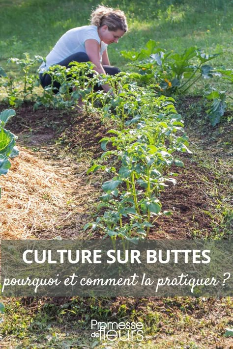 Découvrez la culture sur buttes : techniques, avantages en permaculture et astuces pour un potager productif et écologique. Permaculture, Agriculture