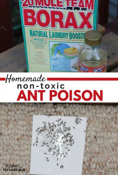 Borax For Ants, Ant Poison, Ant Killer Recipe, Homemade Ant Killer, Sugar Ants, Ant Repellent, Get Rid Of Spiders, Kill Ants, Get Rid Of Ants