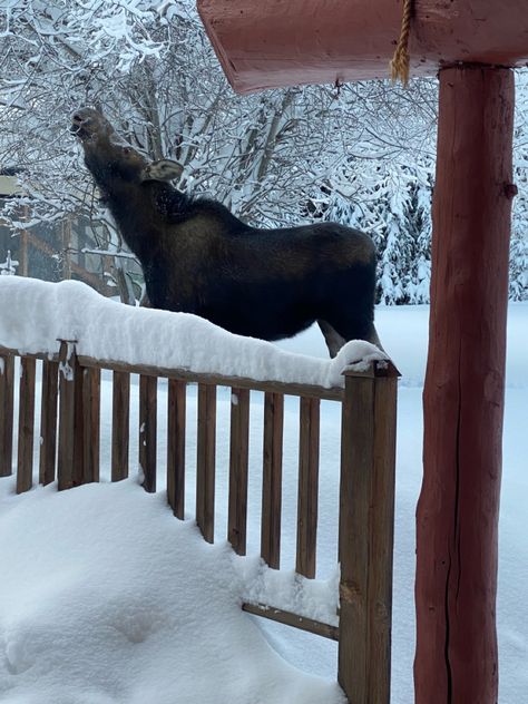 Moose Pics, Alaskan Moose, Moose, Alaska