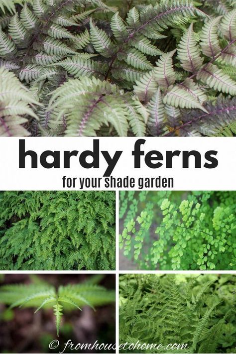 From evergreen ferns to pink ferns to native varieties to tall, tropical-looking plants, there are so many different types of ferns for both shade gardens and sun gardens. Click through to find more than 20 winter hardy fern varieties. #fromhousetohome #ferns #shadegarden  #shadeperennials Christmas Fern Plants, Skoolie Garden, Planting Ferns In Ground, Perennial Ferns, Fern Varieties, Blueberry Gardening, Landscaping Decor, Christmas Fern, Evergreen Ferns