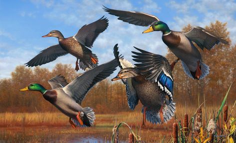 Gems Of Fall - Adam Grimm Geese Art, Waterfowl Art, Canadian Geese, Mallard Ducks, Painting Birds, Hunting Art, Duck Art, Deer Hunter, Wildlife Paintings