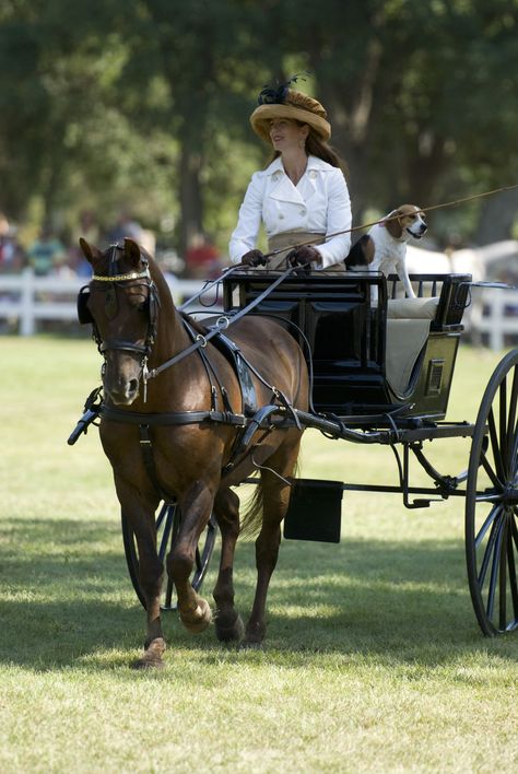 Lucy Fur, international carriage dog celebrity with her Morgan horse, Don Pecos du Cheval and their human, Michelle Blackler Carriage Driving Turnout, Carriage Driving Attire, Horse Driving, Driving Horses, Horse Drawn Carriage, Horse Cart, Carriage Driving, Horse Show Clothes, Morgan Horse