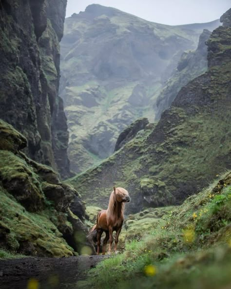 Wild Horses Photography, Aesthetic Animals, Tattoo Animal, Iceland Photos, Icelandic Horses, Anime Tattoo, Icelandic Horse, Equine Photographer, Horse Aesthetic