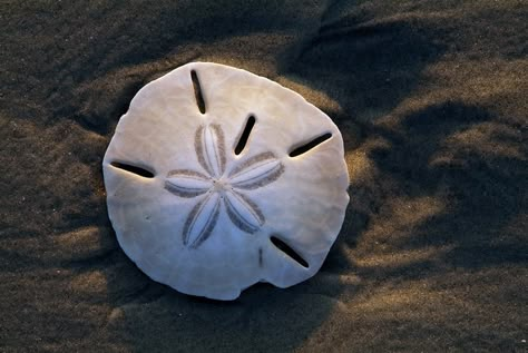 The Secrets of the Sand Dollar | Toms River, NJ Patch Sea Dollar, Aesthetic Sand, Toms River Nj, Santa Margarita, Ancient Animals, Clay Canes, Books For Moms, Sand Dollars, Underwater Photos