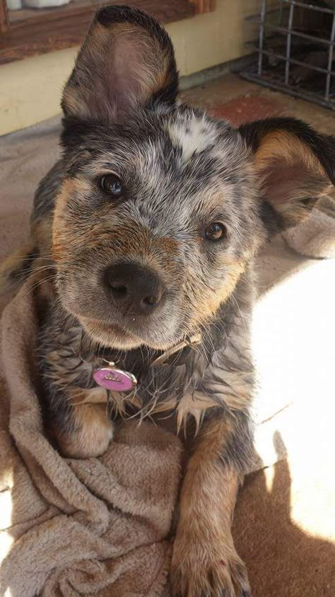 Animal Wallpaper Aesthetic, Heeler Puppy, Austrailian Cattle Dog, Blue Heeler Puppies, Red Heelers, Face Dog, Heeler Puppies, Blue Heelers, Blue Heeler Dogs