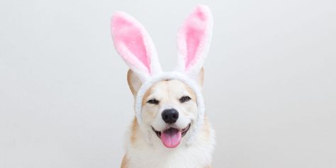 http://www.goodhousekeeping.com/holidays/easter-ideas/g4164/funny-easter-pictures/ Funny Easter Pictures, Easter Memes, Seasonal Aesthetic, Easter Aesthetic, Easter Jokes, Easter Animals, Easter Bunny Pictures, Dog Easter, Funny Easter Bunny