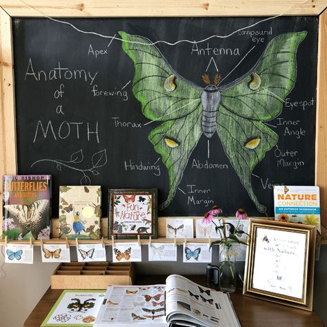 4 Strewing Ideas to Consider for Your Homeschool This Year Strewing Ideas, Homeschool Room Decor, Waldorf Math, Homeschool Room Design, Unit Studies Homeschool, Charlotte Mason Homeschool, Homeschool Routine, Homeschool Decor, Nature School