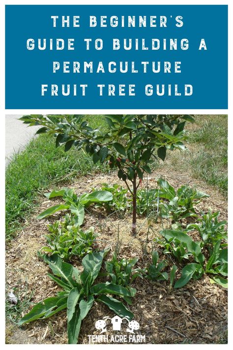 Fruit Tree Guild, Tree Guild, Aesthetic Fruits, Fruits Aesthetic, Tree Mulch, Flower Garden Ideas, Tree Seat, Food Forest Garden, Fruit Aesthetic