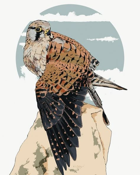 Drawing Falcon, Hawk Illustration, Prey Birds, Birds Sketch, Falcon Drawing, Hawk Art, Falcon Art, Audubon Prints, Illustration Nature