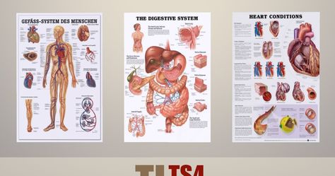 TitusLinde_ TS4 _Download      Human Anatomy Overview   Shorten your time in the waiting area of your doctor or a hospital.   These Poster ... Sims 4 Jobs, Hospital Logo, Sims 4 Challenges, The Sims 4 Skin, Play Sims 4, Medical Posters, Sims 4 Clutter, Sims 4 Bedroom, Sims 4 Body Mods