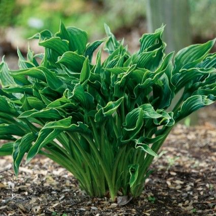 Hosta Varieties - 60 DifferentTypes of Hosta Plantain Lily, Hosta Varieties, Song Sparrow, Benefits Of Gardening, Hosta Gardens, Hosta Plants, Shade Perennials, Pollinator Garden, Praying Hands